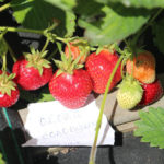 Strawberry variety Nightingale