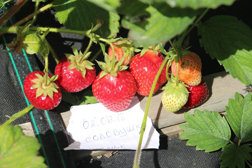 Strawberry variety Nightingale