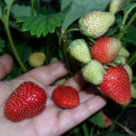 Tago strawberry variety