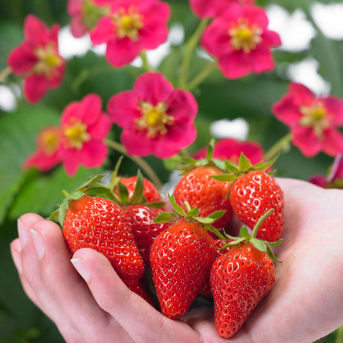 Pelbagai strawberi Tuscany