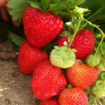 Strawberry variety Vima Tarda