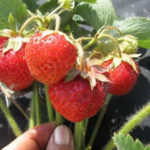 Strawberry variety Vityaz