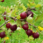 Gooseberry variety Kolobok