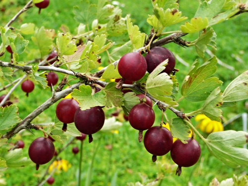 Gooseberry variety Kolobok