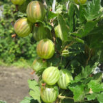 Gooseberry variety Malachite