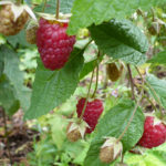 Varieti Raspberry Bryansk Divo (Bryansk Miracle)