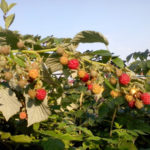 Raspberry variety Hercules (Hercules)