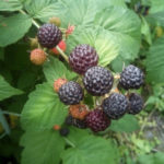 Varieti raspberry Cumberland (raspberry hitam)