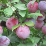 Plum variety Candy