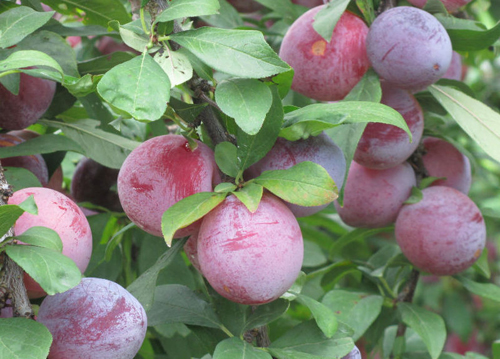 Gula-gula pelbagai plum