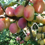 Plum variety Memory Timiryazev