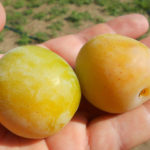 Plum variety Yakhontovaya