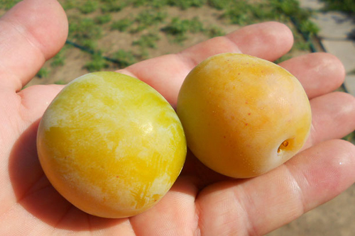 Plum variety Yakhontovaya