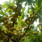 Pelbagai plum Hopty Kuning