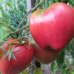 Tomato variety Batianya