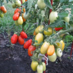 Tomato variety Shuttle