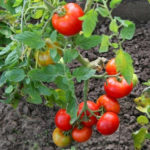 Tomatvarianter Sommerboende