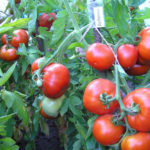 Tomato variety Dubok (Dubrava)