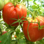 Tomato variety Cardinal