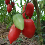 Tomato variety Koenigsberg