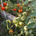 Liang tomato variety