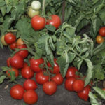 Tomato variety My love (F1)