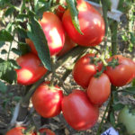 Pemula pelbagai tomato