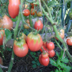 Tomato variety Petrusha gardener