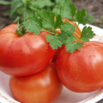 Tomato variety Polbig (F1)