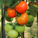 Tomato variety President (F1)