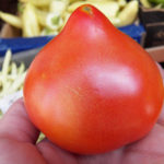 Pelbagai tomato Prima Donna (F1)