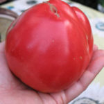 Varieti tomato Sevryuga