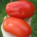 Tomato variety Siberian troika