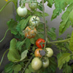 Tomato variety Siberian early ripening