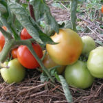 Tomato variety Yamal 200