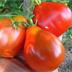 Tomato variety Japanese truffle