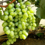 Kesha grape variety