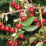 Cherry variety Apukhtinskaya