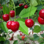 Cherry variety Fairy