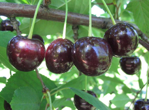 Cherry variety Rossoshanskaya black