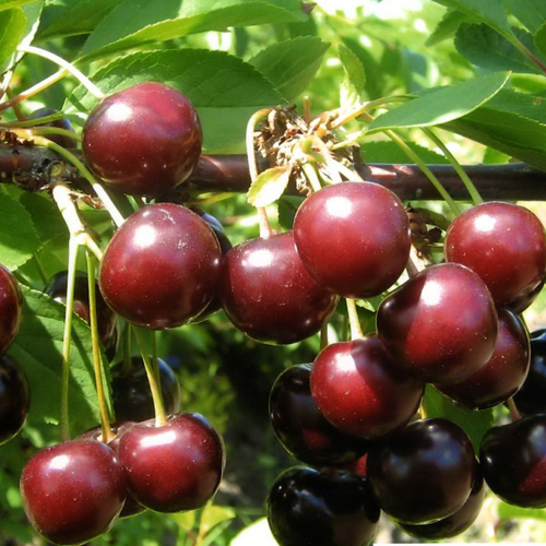 Cherry variety Tamaris