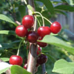 Cherry variety Volochaevka