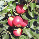 Apple variety Arbat (columnar)