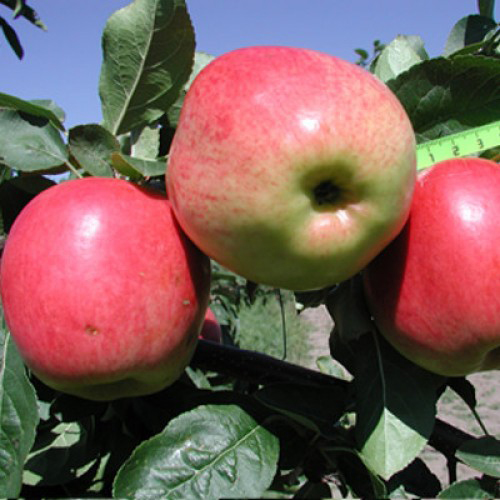 Apple variety Skala