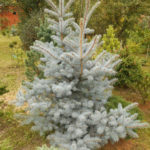 Colorado spruce Edith