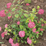 Hortensia-tre-lignende Pink Annabelle (Pink Annabelle)