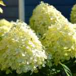 Limoright Hydrangea paniculata