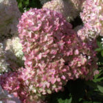 Hydrangea paniculata Magisk stearinlys