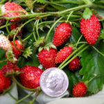 Popular varieties of alpine strawberries and their features