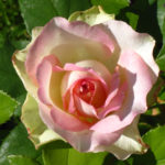 Rose Malibu (Malibu)